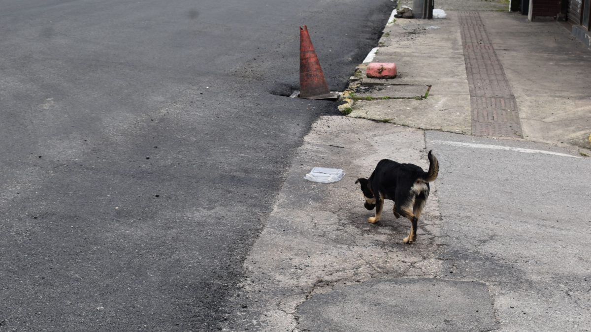 Cachorro de rua
