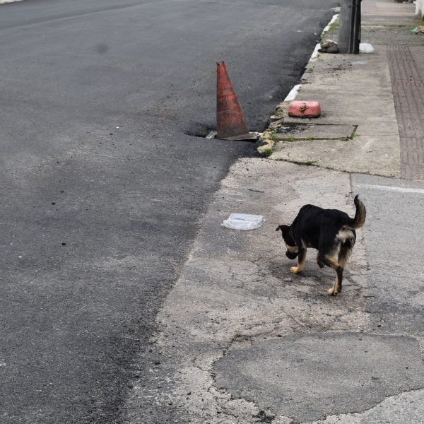 Cachorro de rua