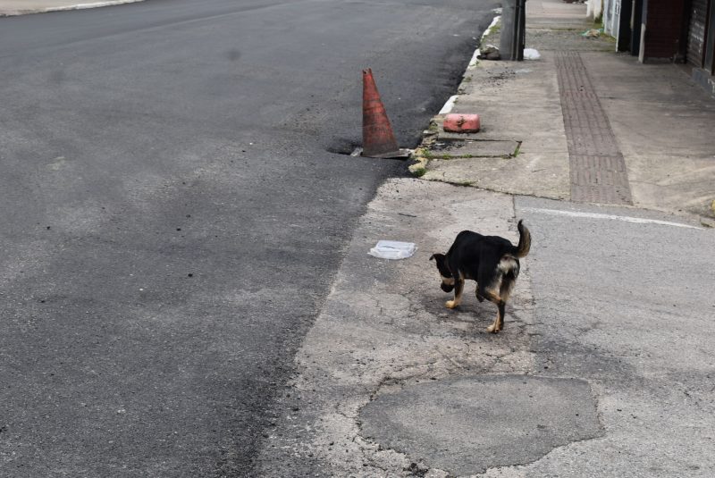 Cachorro de rua